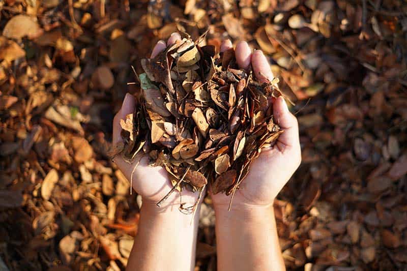 Dried Leaves to How to make compost at home step by step 