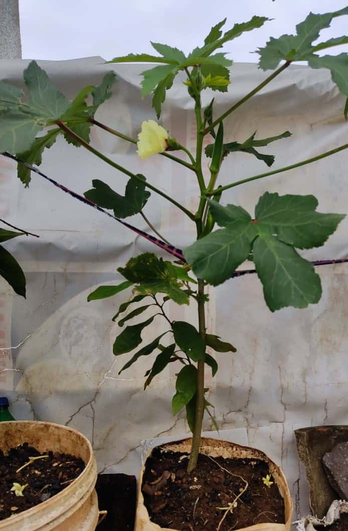 Still Confused! Can I drink Okra water during my period? Read Organic