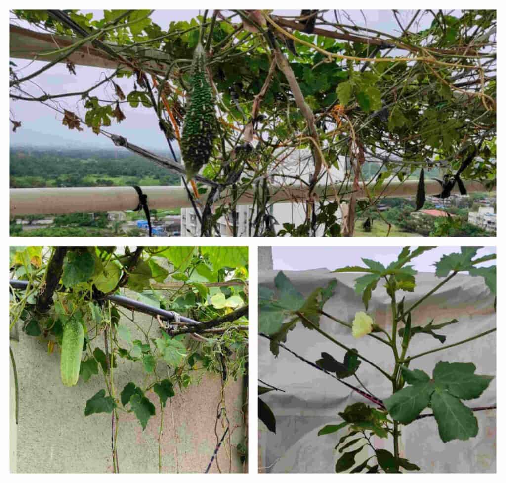 Vegetable Terrace Garden