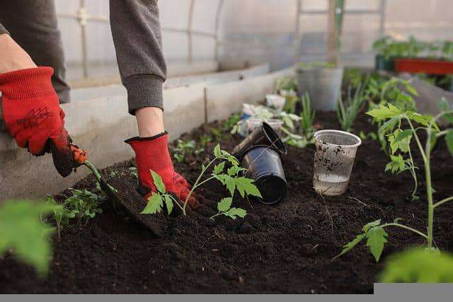 shade vegetables