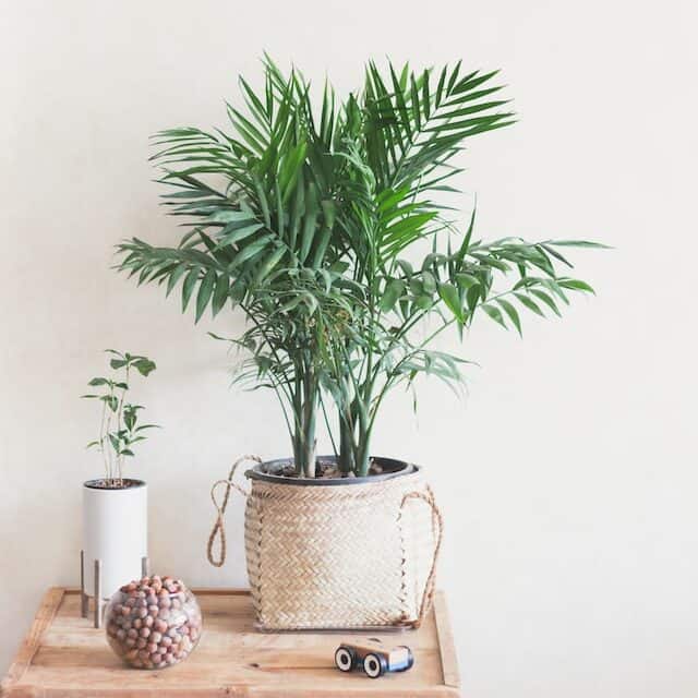 air purifier plants for room Areca Palm plant