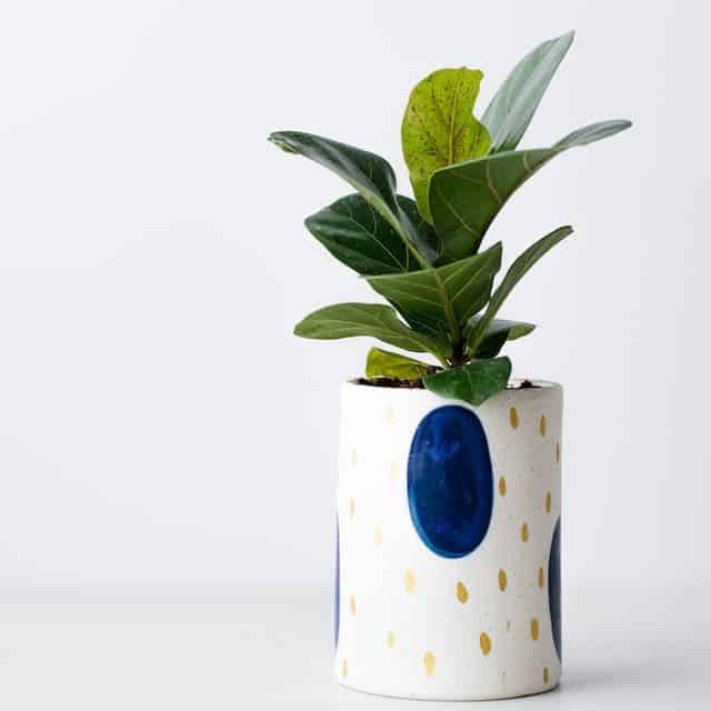 air purifier plants for room Fiddle Leaf Fig Plant