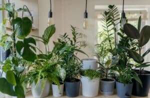 air purifier plants for room