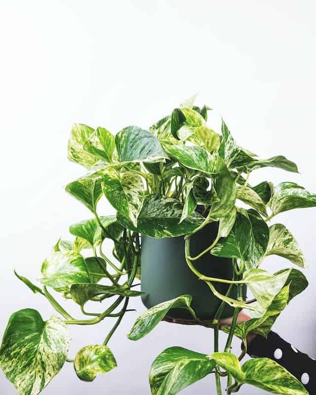 Pothos plant