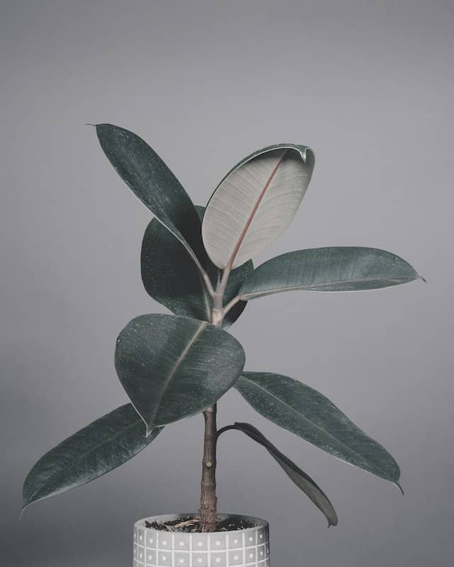 air purifier plants for room Rubber plant