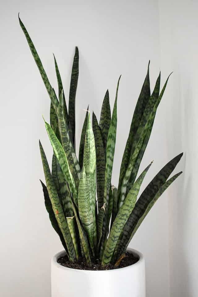 air purifier plants for room Snake plant