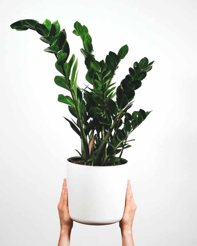 air purifier plants for room ZZ plant