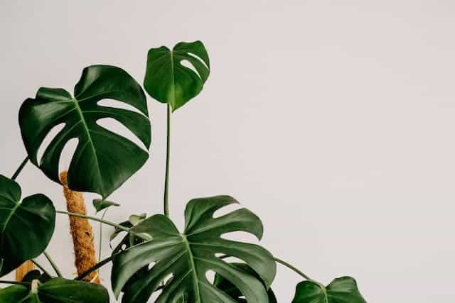 air purifier plants for room Monstera plant