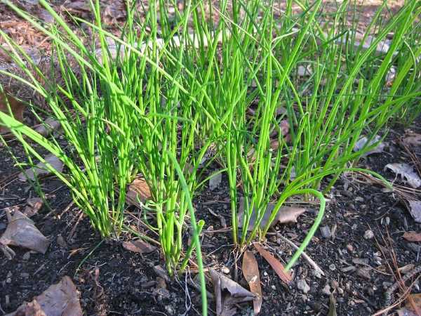 Chives herbs to plant in fall