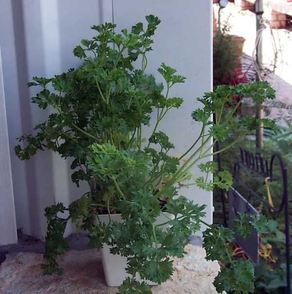 Cilantro herbs to plant in fall