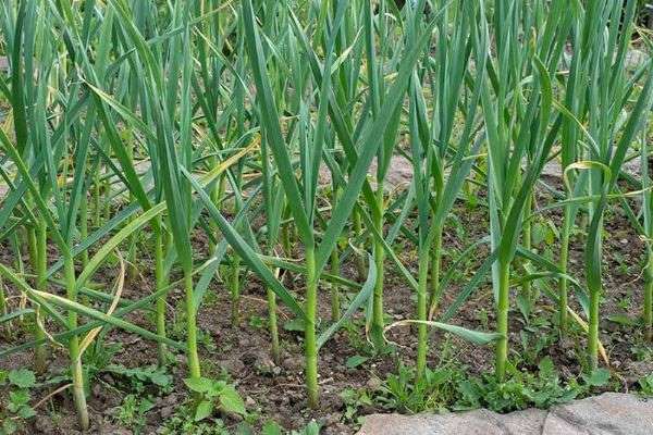 garlic herbs to plant in fall