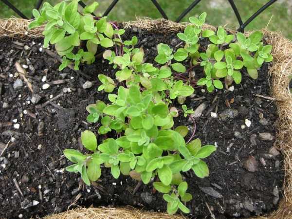 Marjoram herbs to plant in fall