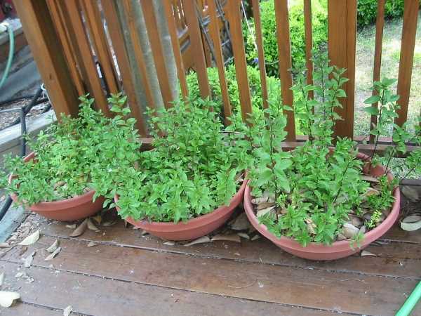 Mint herbs to plant in fall