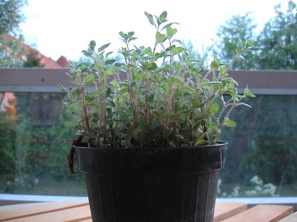 Oregano herbs to plant in fall