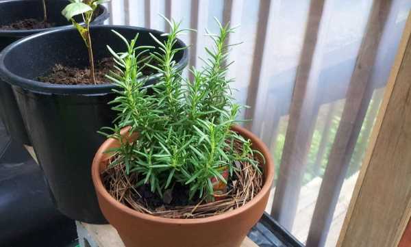 Rosemary herbs to plant in fall