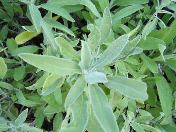 Sage herbs to plant in fall