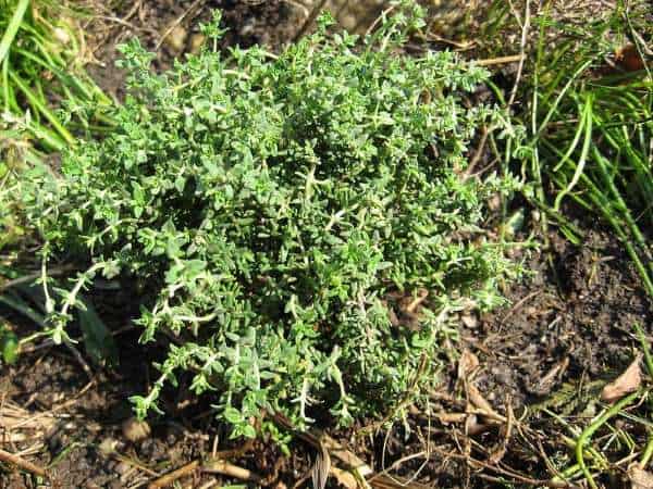 Thyme herbs to plant in fall