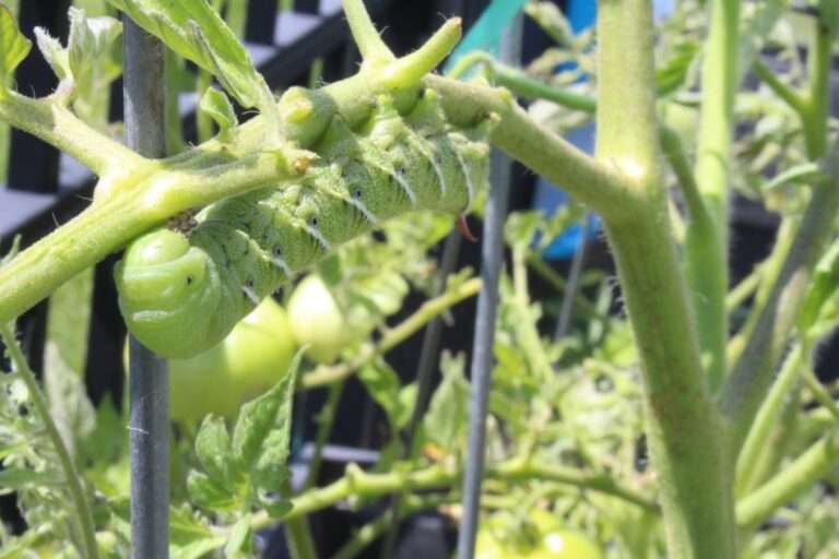 tomato worms how to get rid of