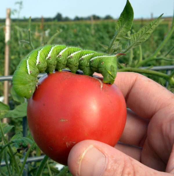 handpick tomato hornworm