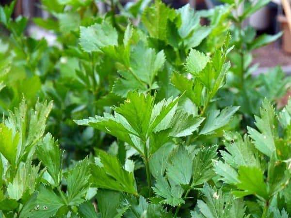 Parsley herbs to plant in fall