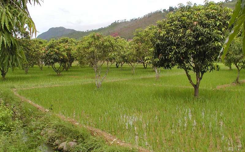 Agroforestry