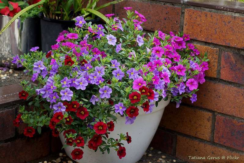 CALIBRACHOA flower pot