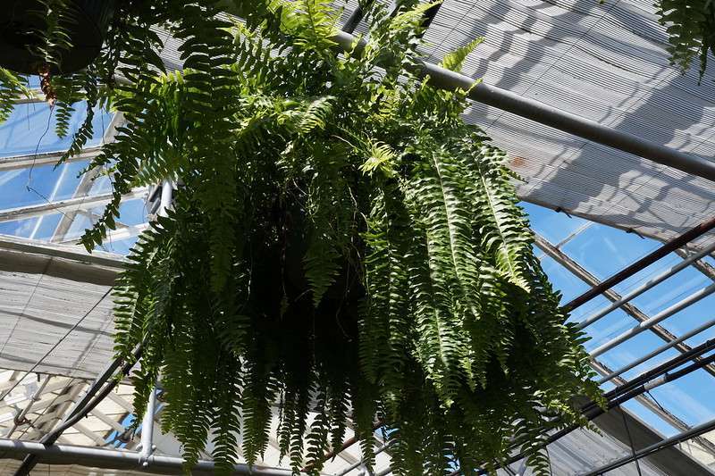 Fern plant