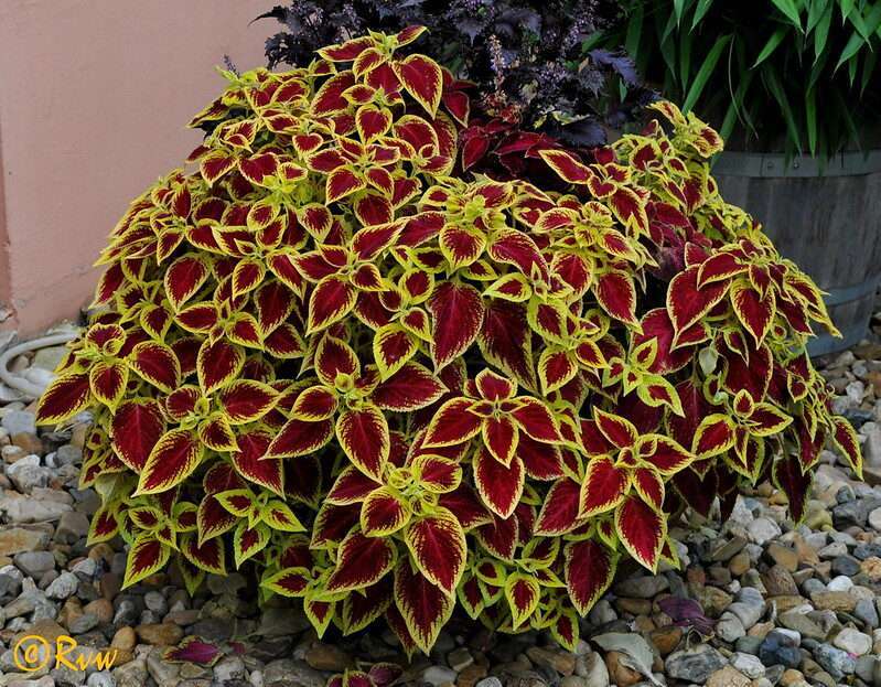 COLEUS plant pot