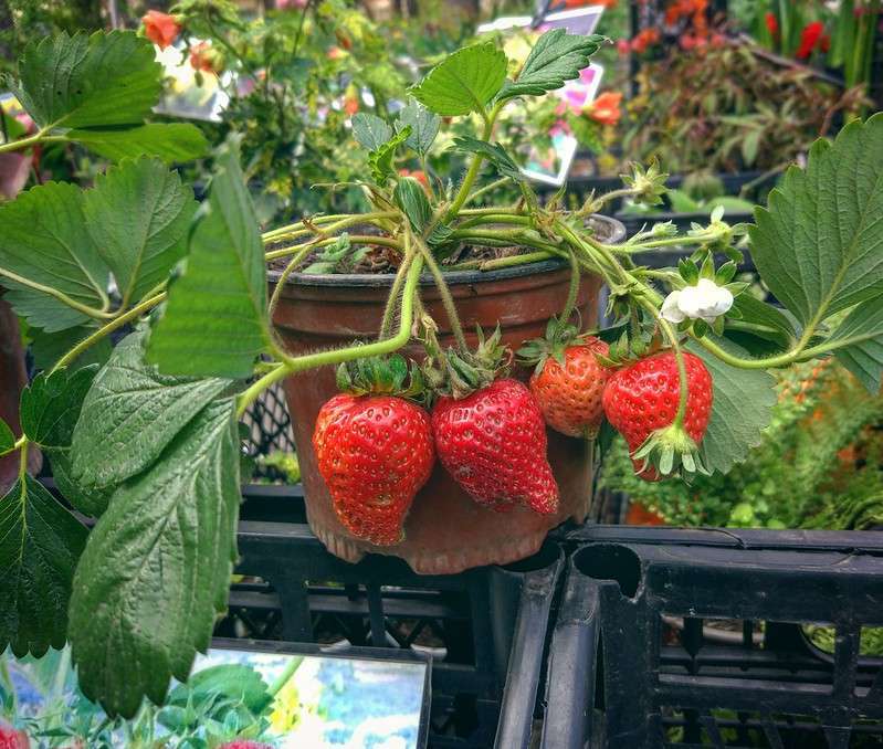 Strawberries in pot