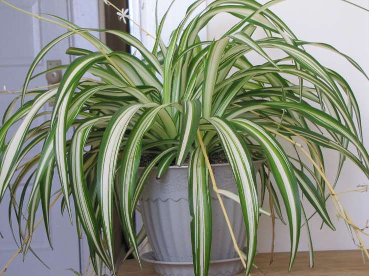 Spider Plant