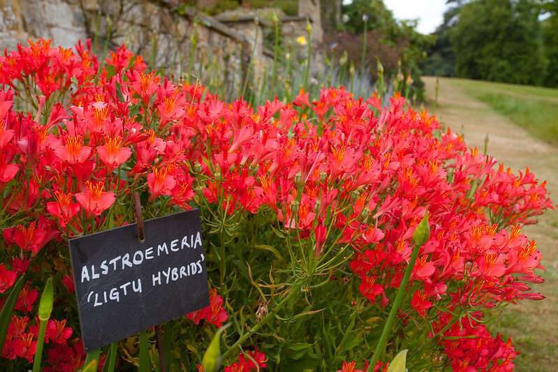 Alstroemeria flower plant