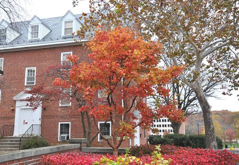 Paperbark Maple Tree