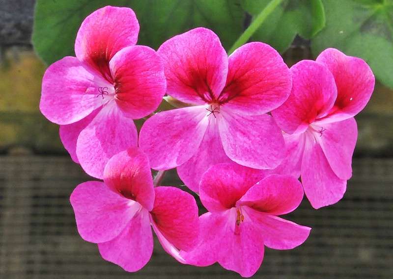 Pelagonium Flower