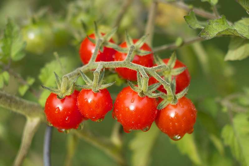 Cherry tomatoes