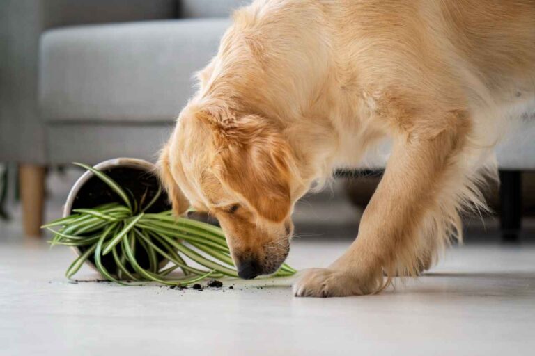 Are snake plant toxic to dogs