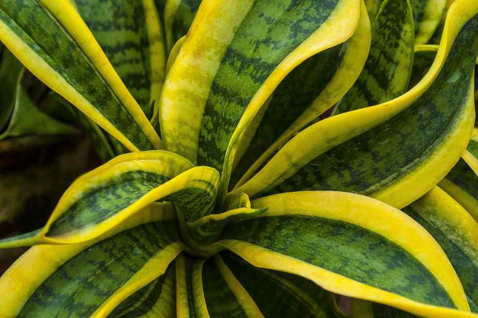 are Snake plants toxic to dogs
